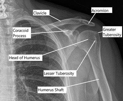 Shoulder Anatomy - Complete Orthopedics | Multiple NY Locations