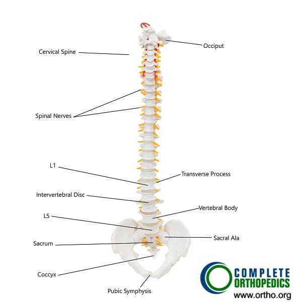 https://www.cortho.org/wp-content/uploads/2021/01/Spinal-Cord-Stimulation.jpg